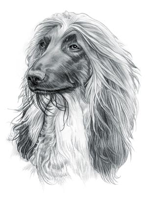 Afghan Hound Dog