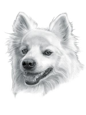 Small Dog Breeds that don't shed - American Eskimo Dog