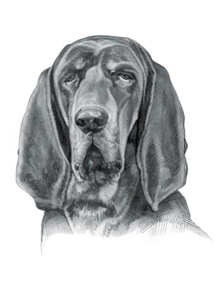 Hound Dog Breeds - Picture of Black and Tan Coonhound