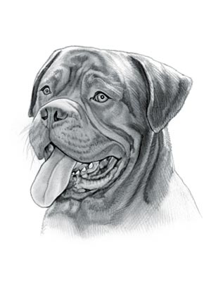 Dogue De Bordeaux Dog