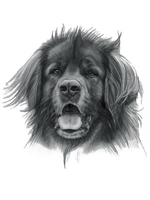 Leonberger Dog
