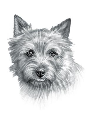 Norfolk Terrier Dog