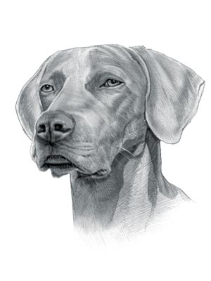 Weimaraner Dog